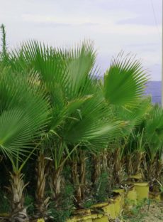 Palmera Abanico