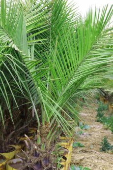 Palmera Fénix